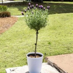 Lavender Standard Topiary Tree