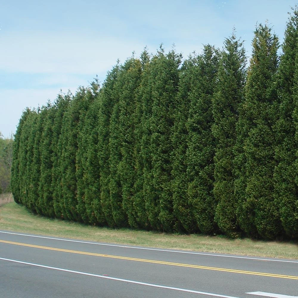 Leyland Cypress Tree - Image 2