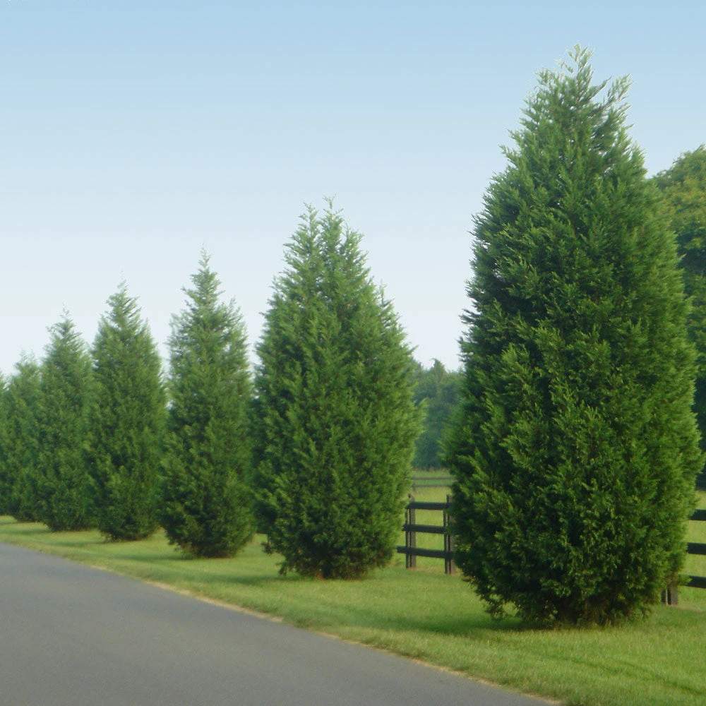 Leyland Cypress Tree - Image 6