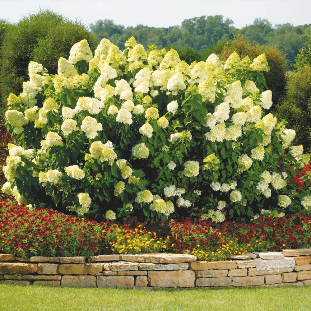 Limelight Hydrangea Shrub - Image 2
