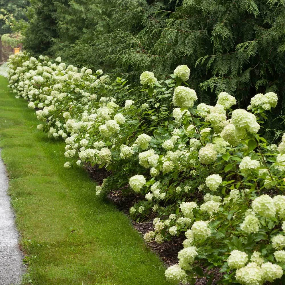 Little Lime® Hydrangea Shrub - Image 2