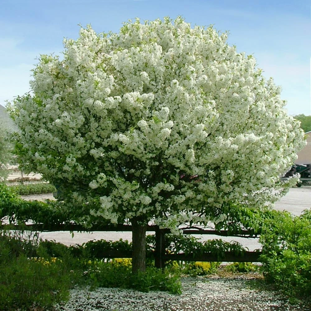 Lollipop® Crabapple Tree - Image 2