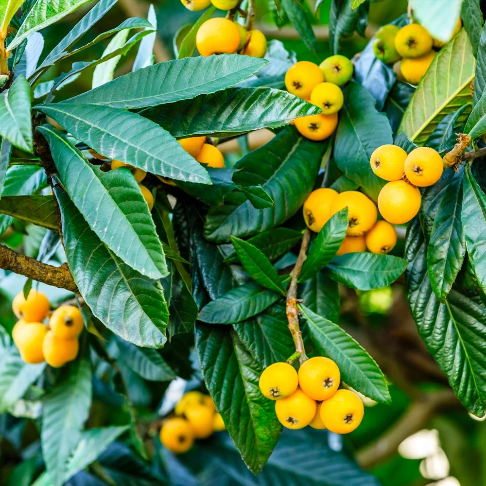 Loquat Tree - Image 2