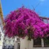 Majestic Purple Bougainvillea