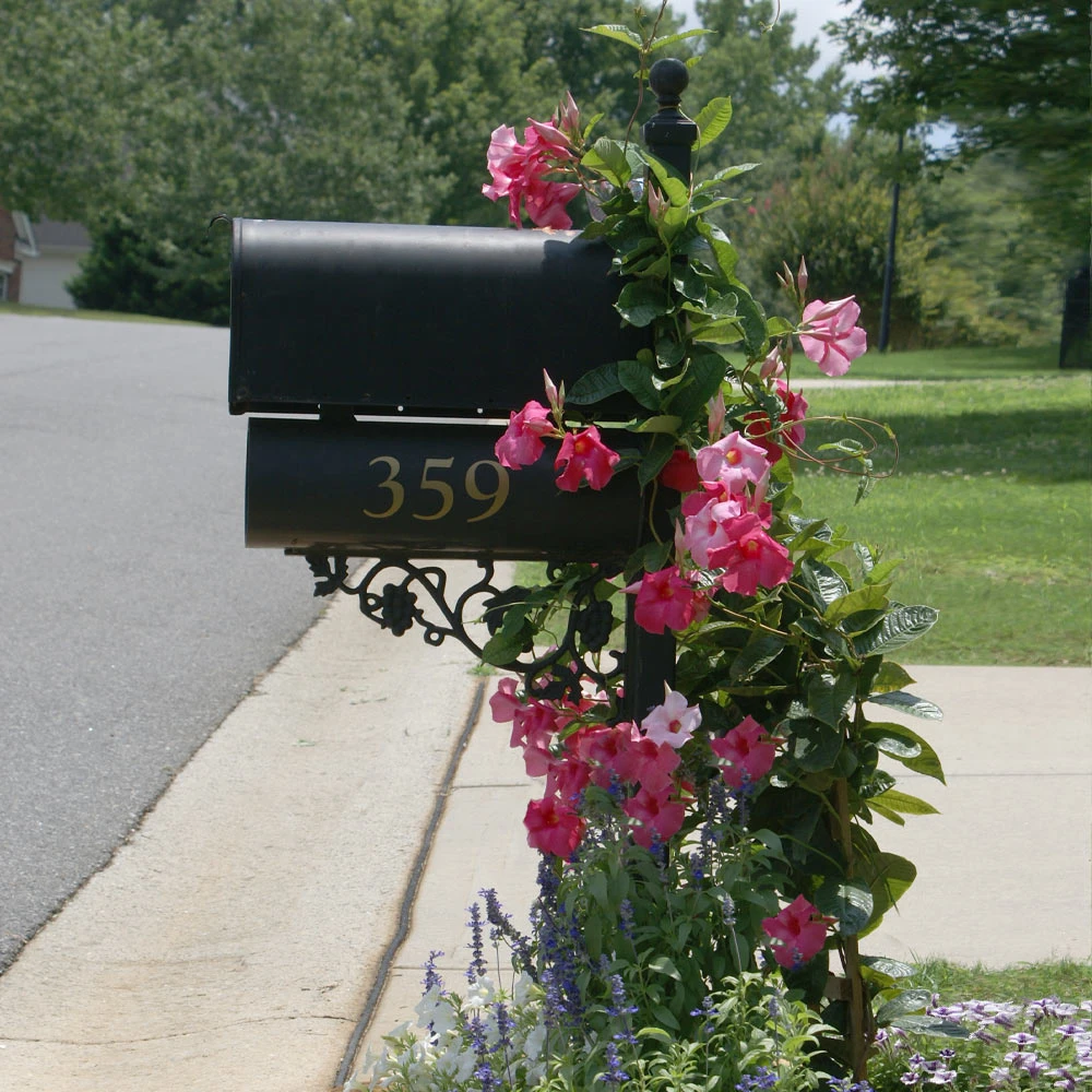 Mandevilla 'Alice Du Pont' Shrub - Image 3
