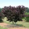 Merlot Redbud Tree