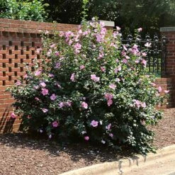 Minerva Rose Of Sharon Althea Shrub