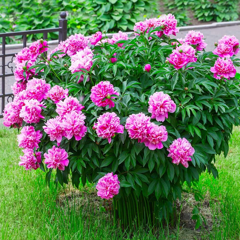 Mr. Ed Peony - Image 3