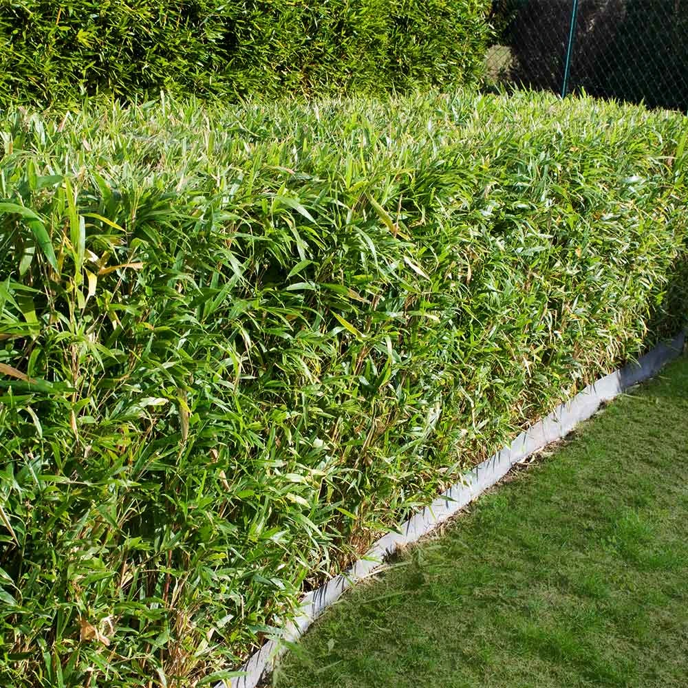 Bamboo Hedge Multiplex - Image 3