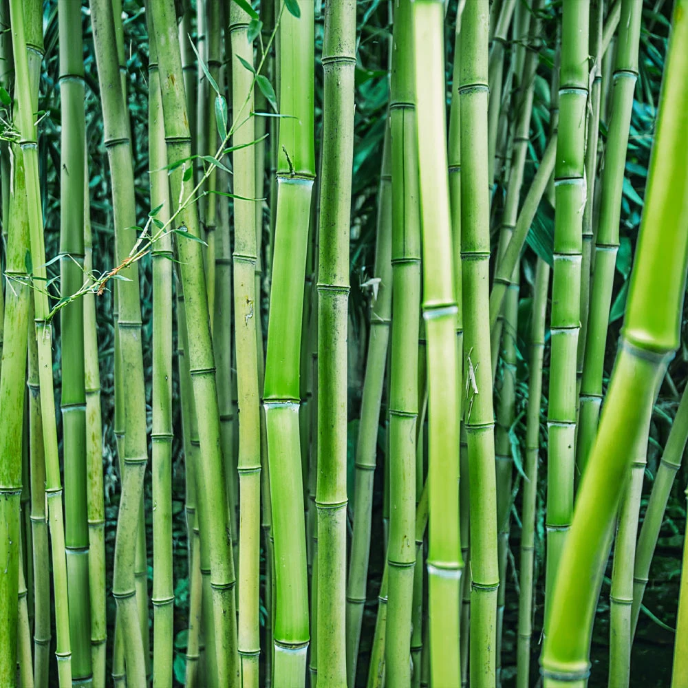 Bamboo Hedge Multiplex - Image 4