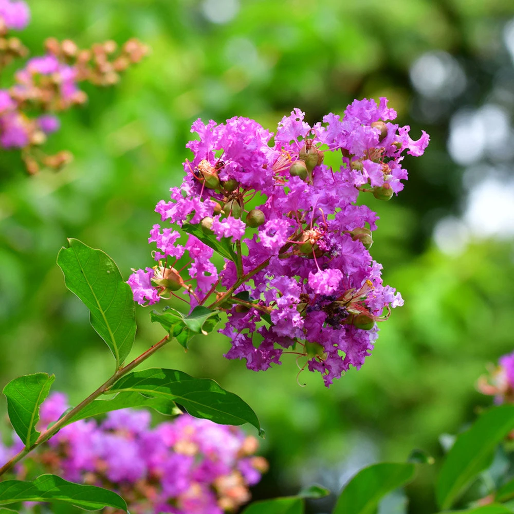 Muskogee Crape Myrtle Tree - Image 3