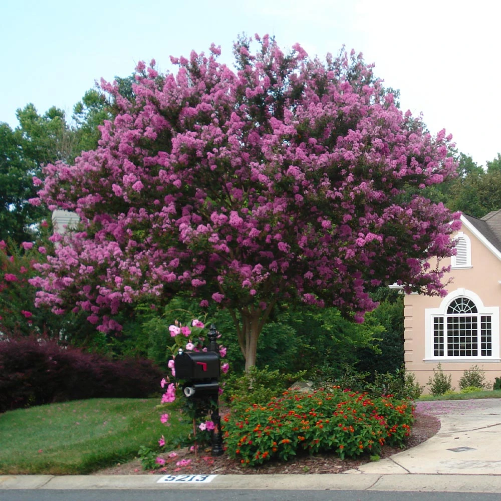 Muskogee Crape Myrtle Tree - Image 5