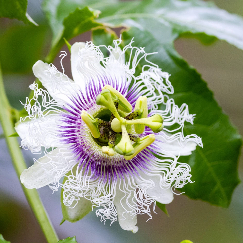 Nancy Garrison Passion Fruit Vine - Image 2