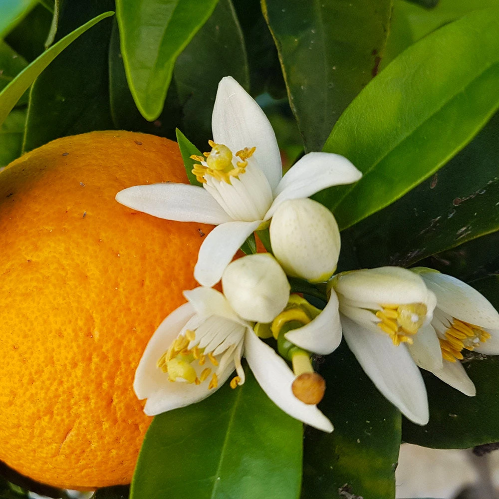 Navel Orange Tree - Image 4
