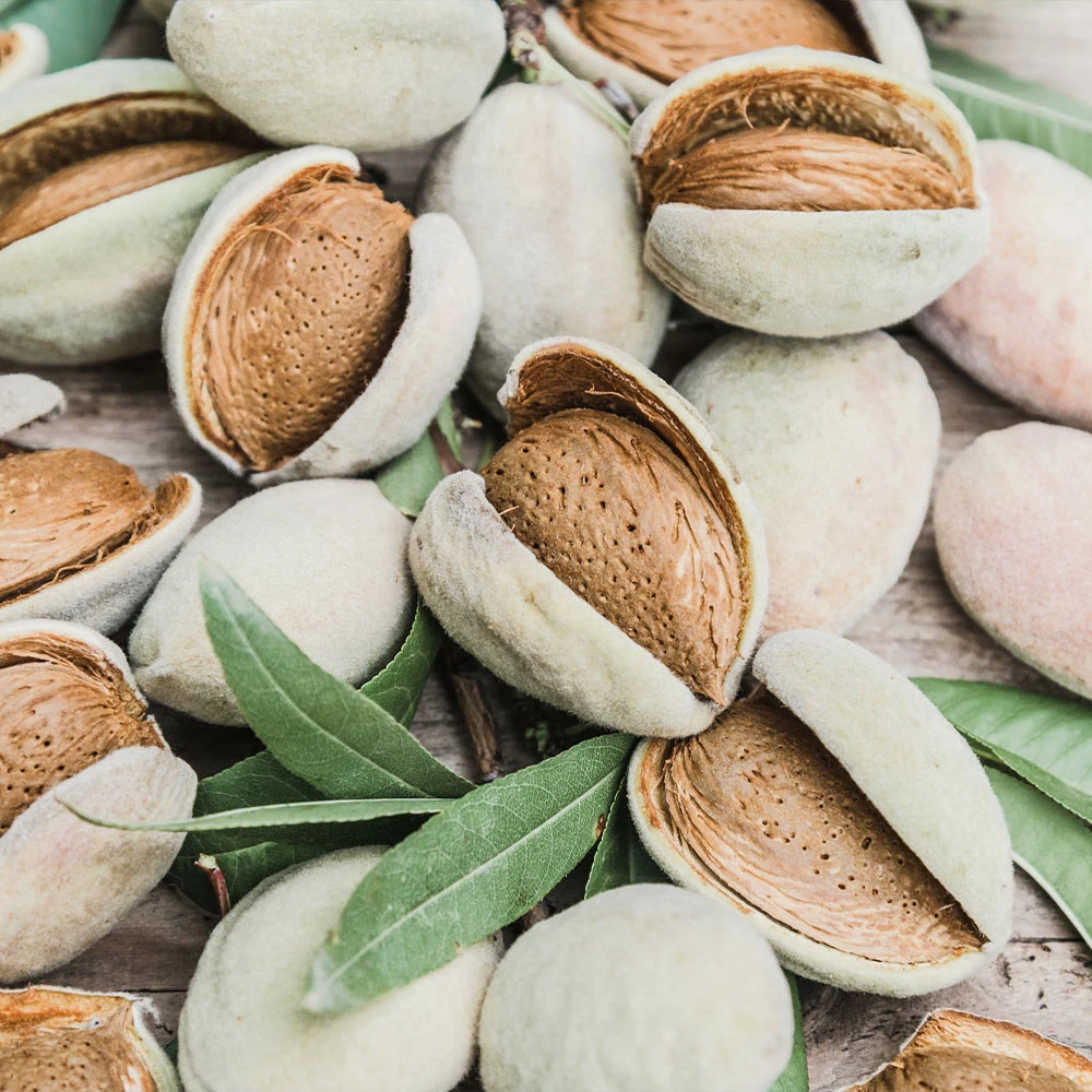 Nonpareil Almond Tree - Image 2