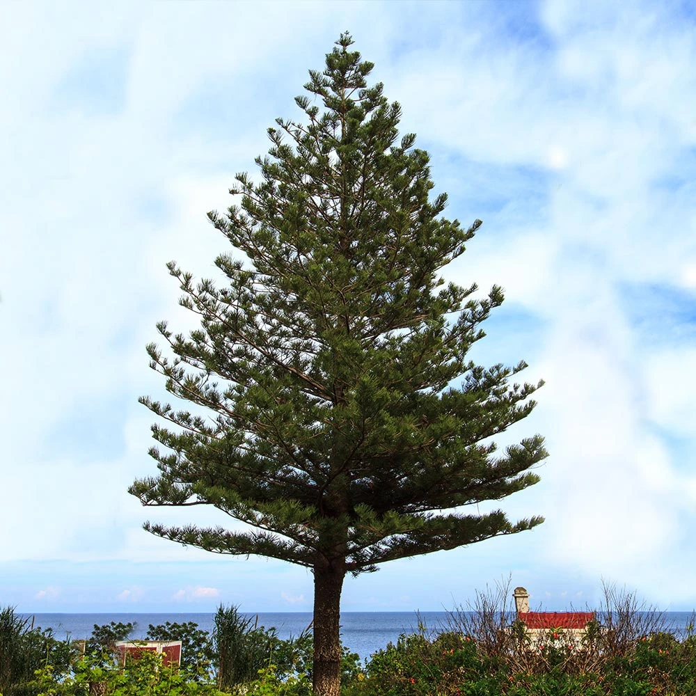 Norfolk Island Pine Tree - Image 3