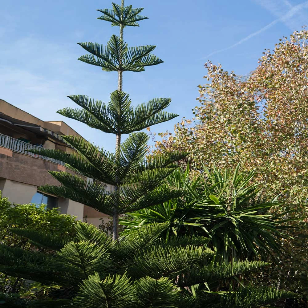 Norfolk Island Pine Tree - Image 6