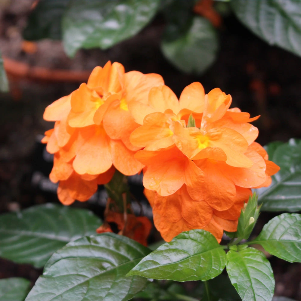 Orange Marmalade Crossandra - Image 3