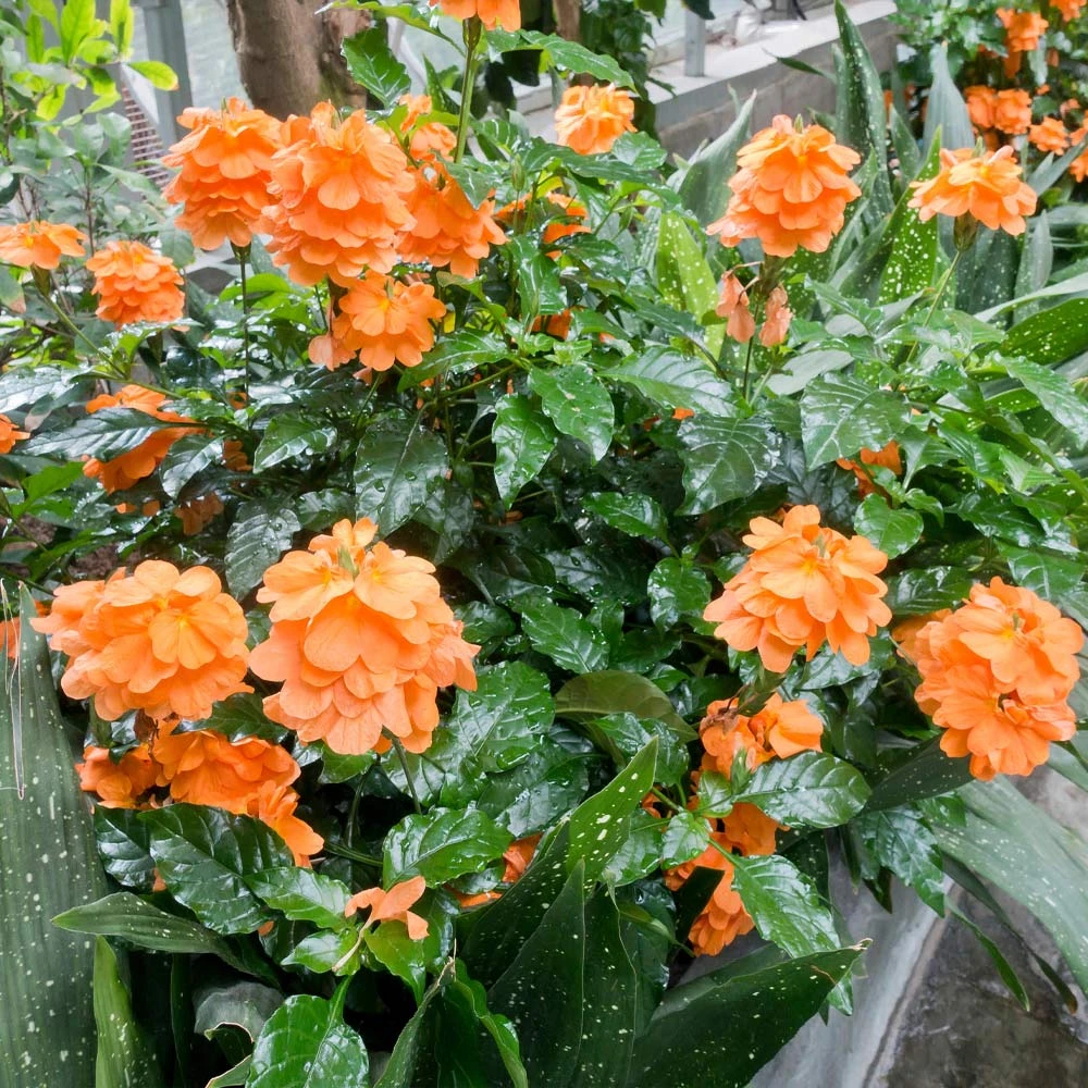 Orange Marmalade Crossandra - Image 2