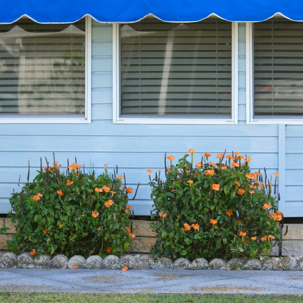 Orange Marmalade Crossandra - Image 4