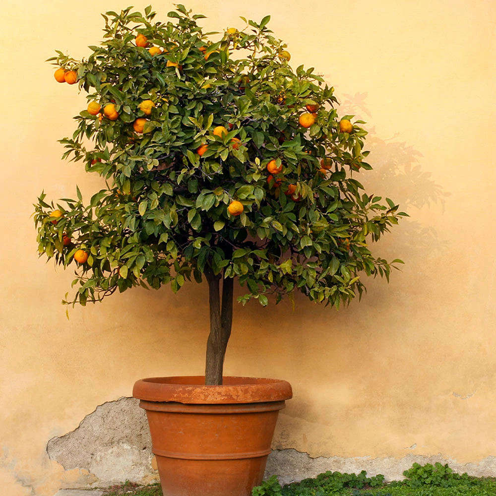 Owari Satsuma Tree - Image 2
