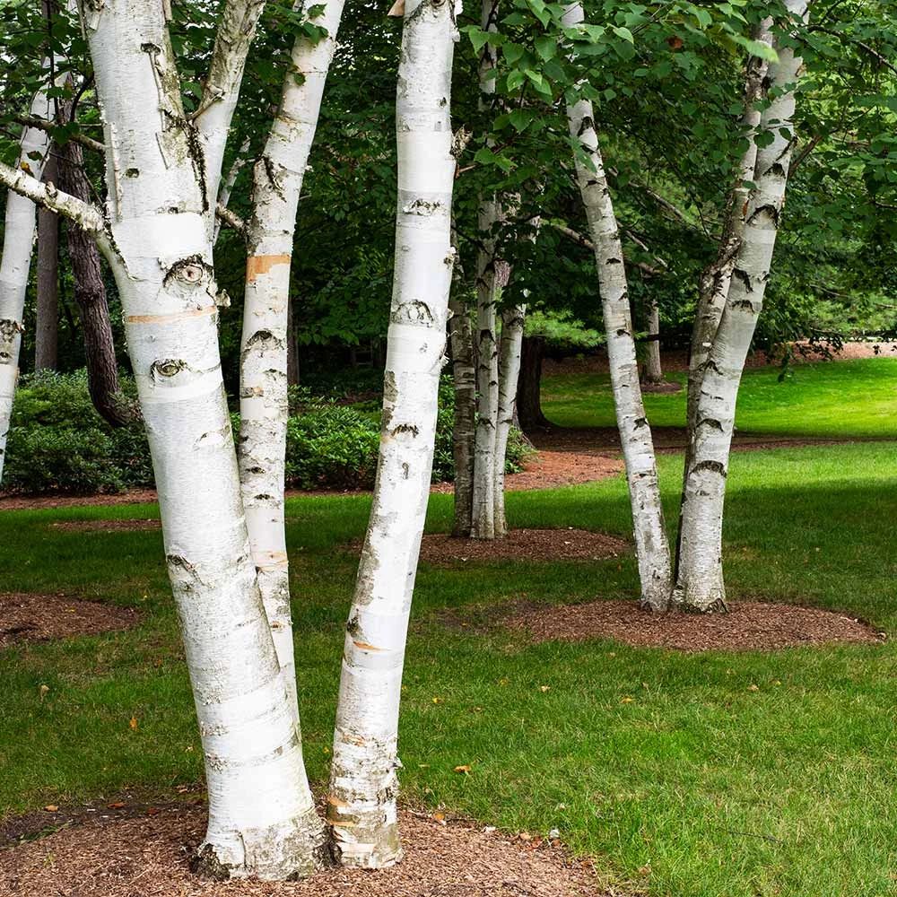 White Birch Tree - Image 3