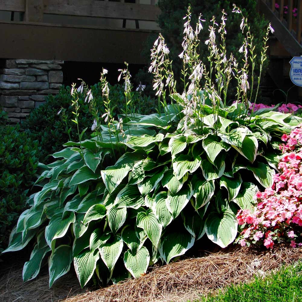 Patriot Hosta - Image 4