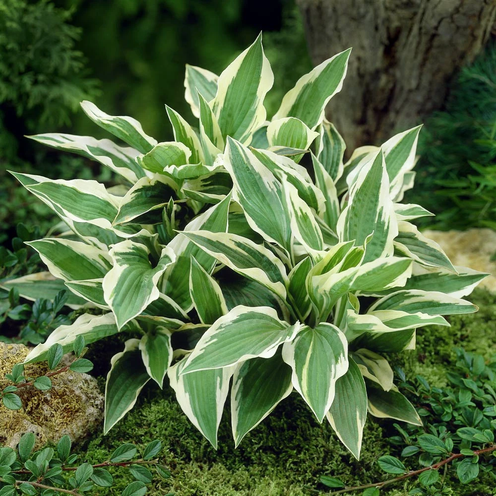Patriot Hosta - Image 3