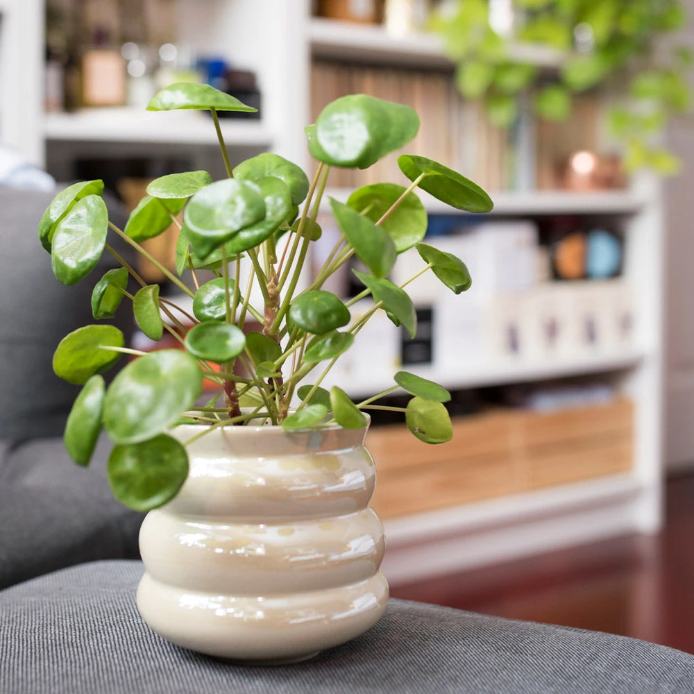 Pilea Peperomioides (Pancake Plant) - Image 2