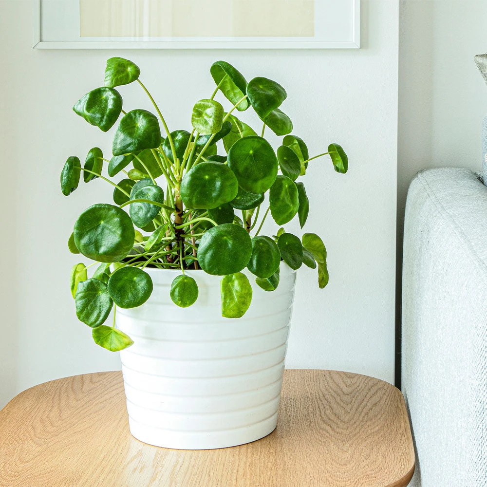 Pilea Peperomioides (Pancake Plant) - Image 3