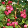Pink Lemonade Blueberry Plant