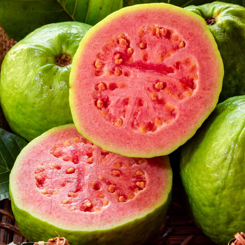 Tropical Pink Guava Tree - Image 4