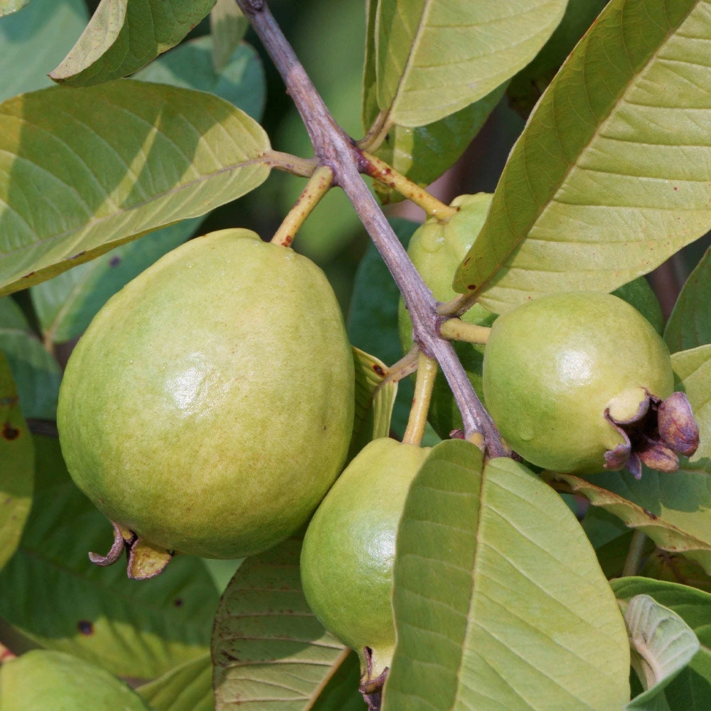 Tropical Pink Guava Tree - Image 3