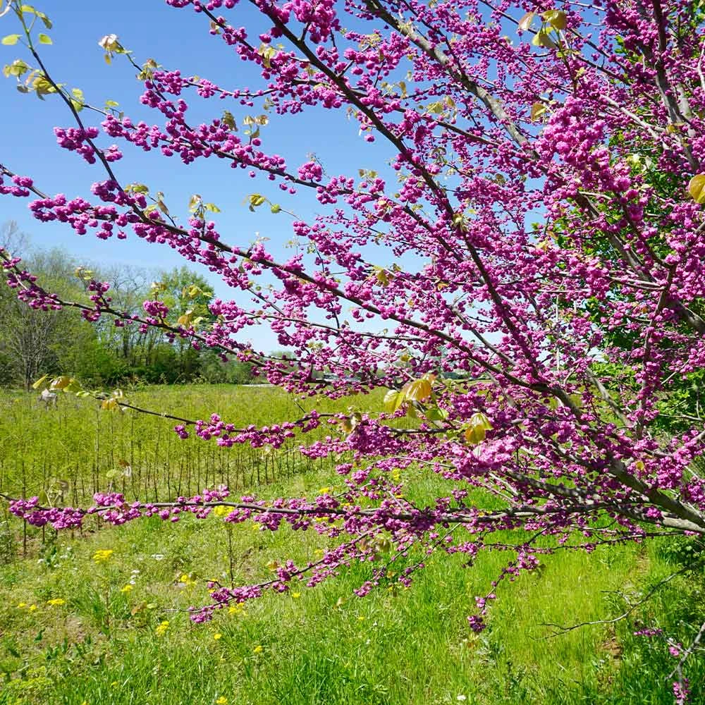 Pink Pom Poms' Redbud Tree - Image 3