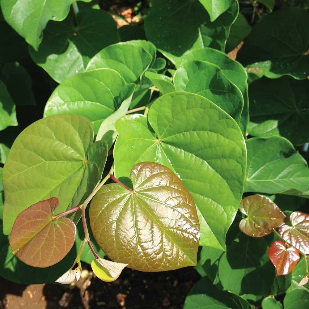 Pink Pom Poms' Redbud Tree - Image 4