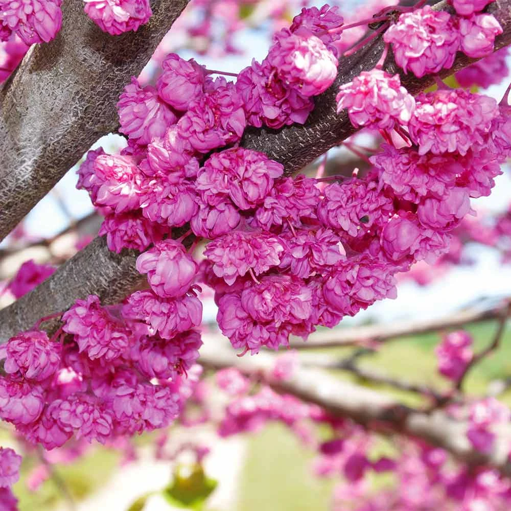 Pink Pom Poms' Redbud Tree - Image 2