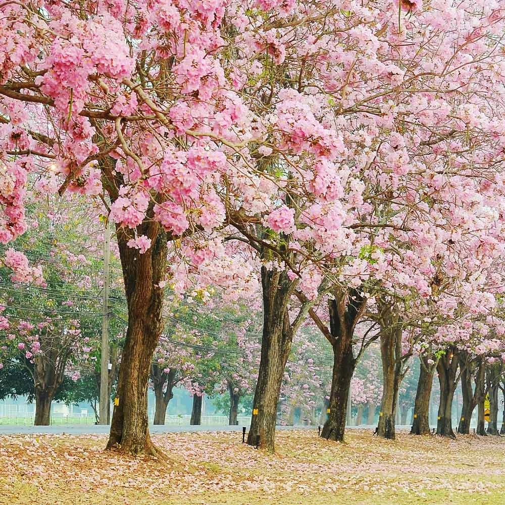 Pink Trumpet Tree - Image 2