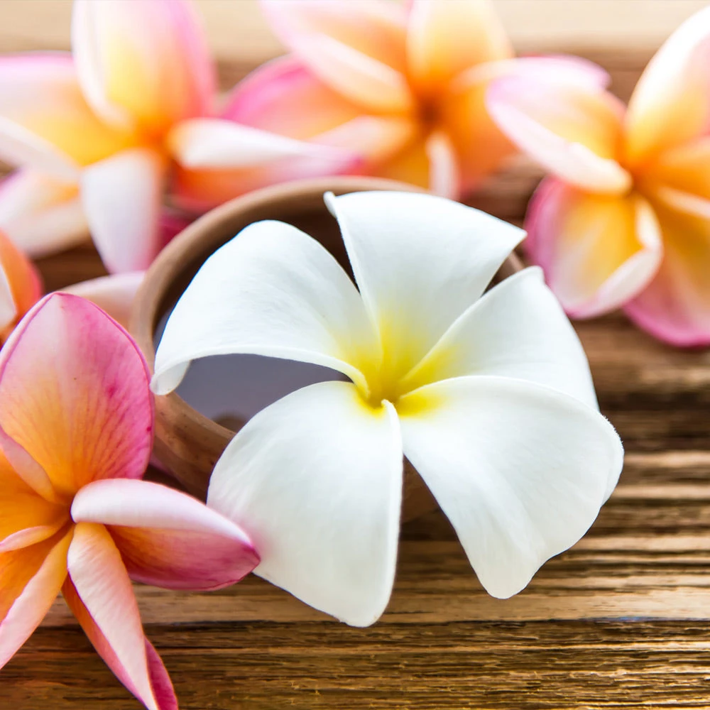 Plumeria Plant - Image 2
