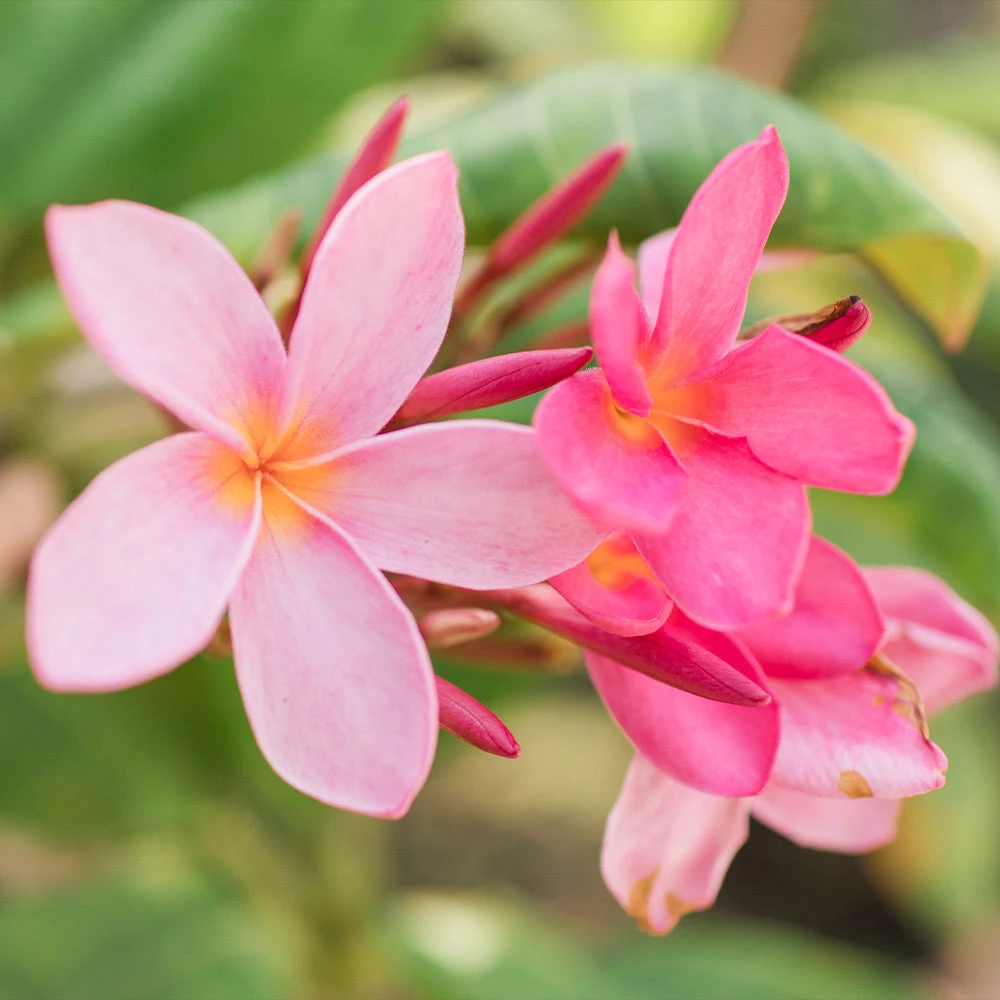 Plumeria Plant - Image 4