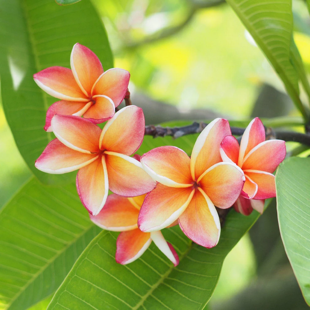 Plumeria Plant - Image 3