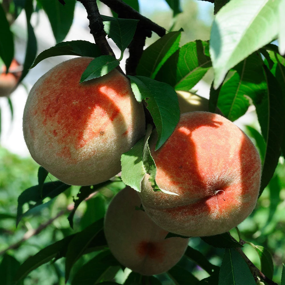 Polly Peach Tree - Image 2