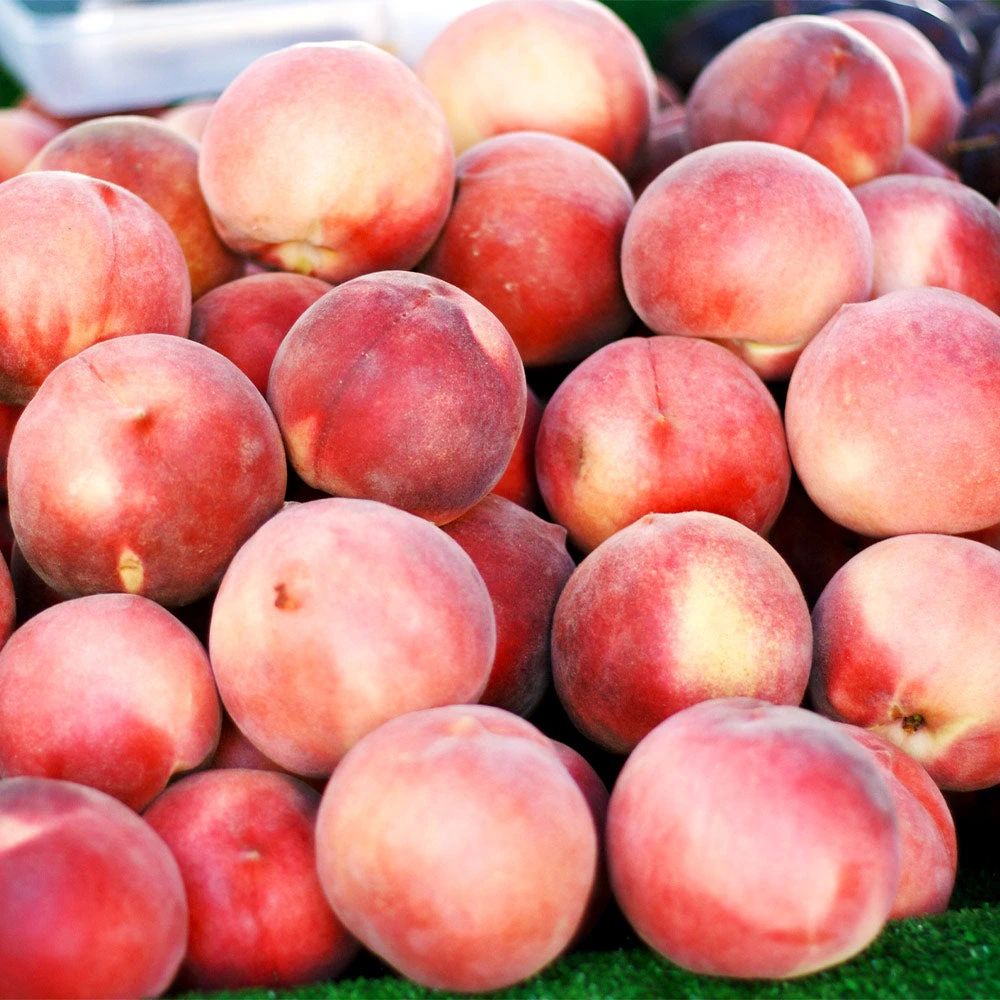 Polly Peach Tree - Image 3