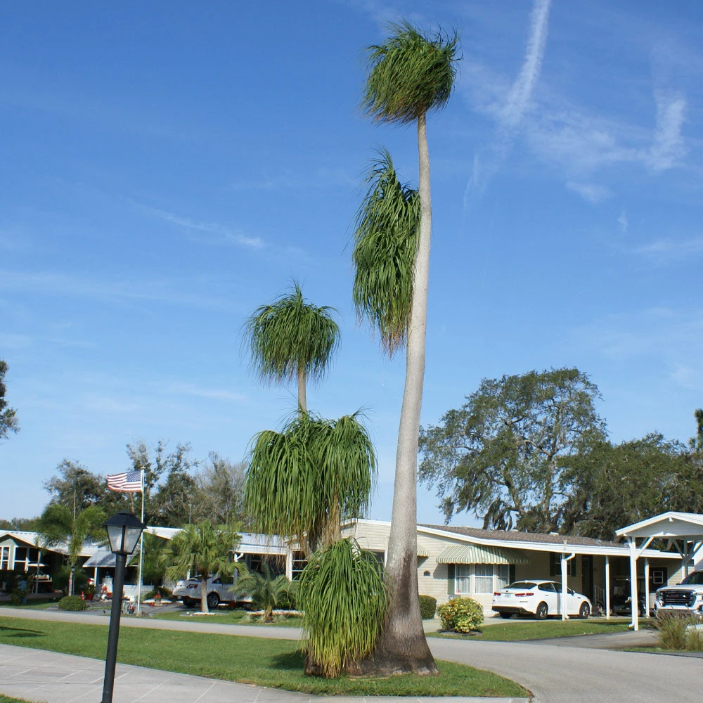 Ponytail Palm Tree - Image 5