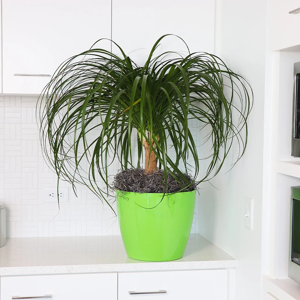 Ponytail Palm Tree - Image 2