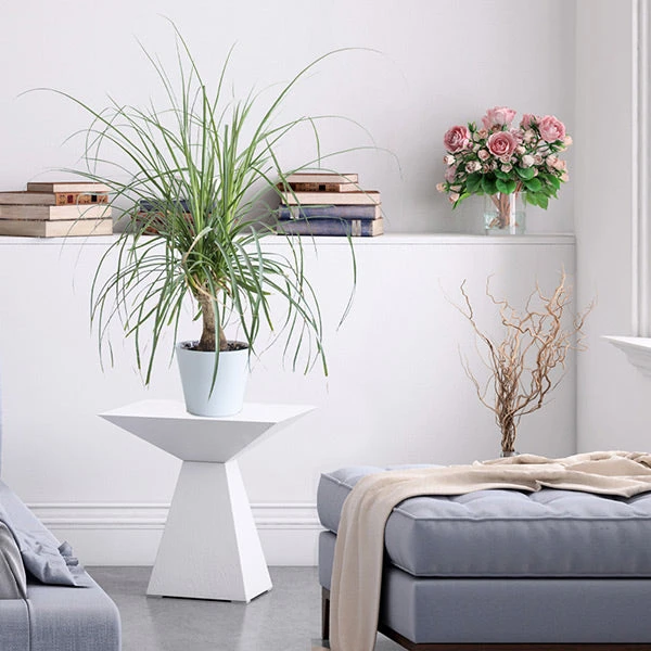 Ponytail Palm Tree - Image 3