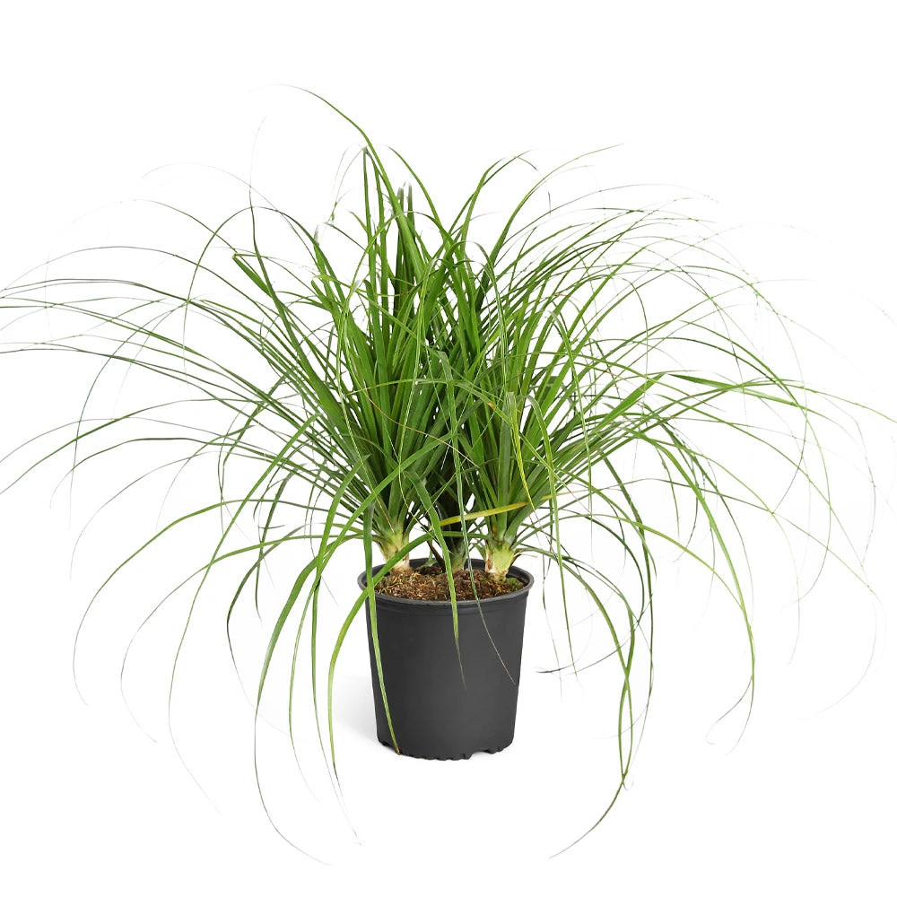 Ponytail Palm Tree - Image 6