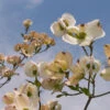 Mexican Flowering Dogwood Tree