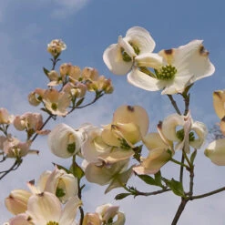 Mexican Flowering Dogwood Tree