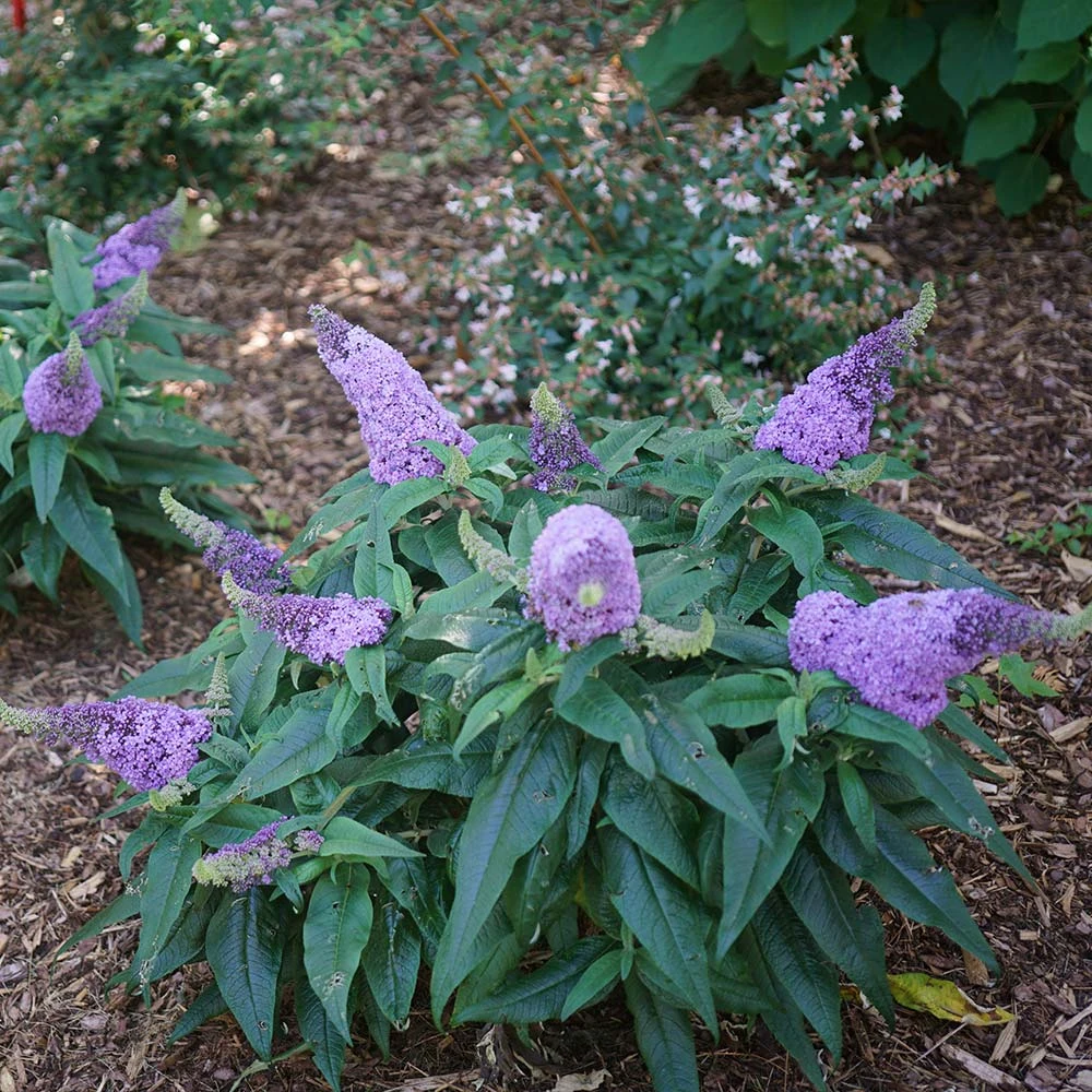 Pugster® Amethyst Butterfly Bush - Image 3