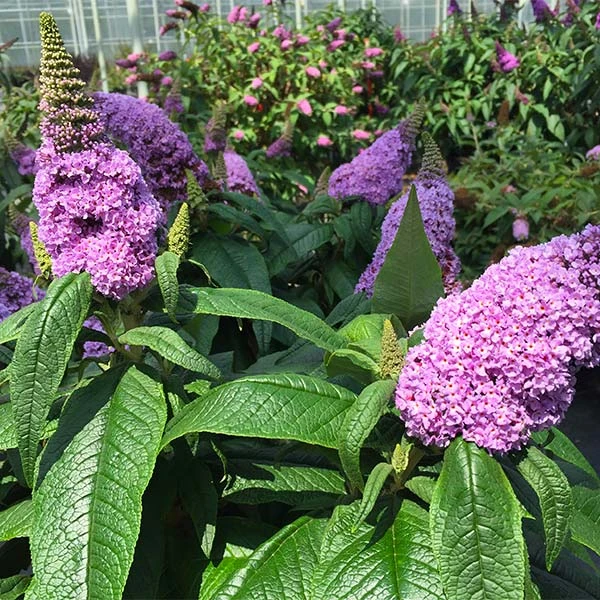 Pugster® Amethyst Butterfly Bush